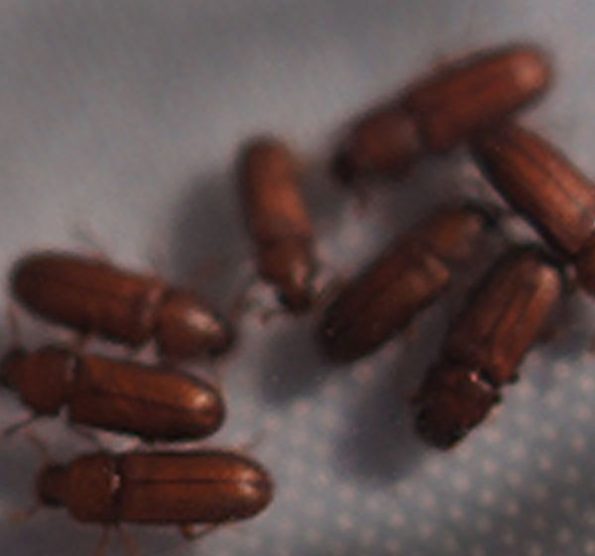 Cigar Beetles Guide - My Cigar Site